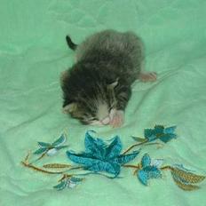 Huskat Stribemis (Beauty)