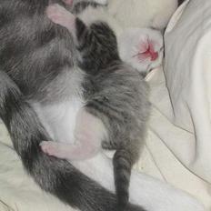 Huskat Stribemis (Beauty)