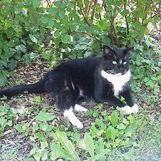 Blanding af racer Mennis