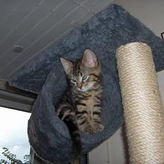 Blanding af racer buller