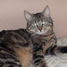 Blanding af racer buller