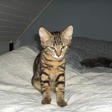 Blanding af racer buller