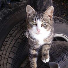 Blanding af racer Møller : )