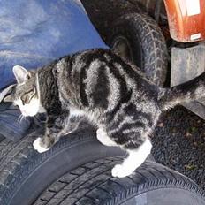 Blanding af racer Møller : )