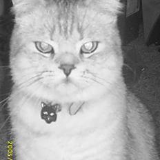 British Shorthair Silver