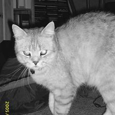 British Shorthair Silver