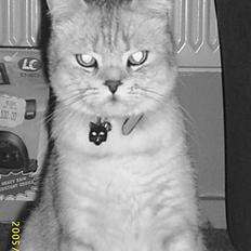 British Shorthair Silver