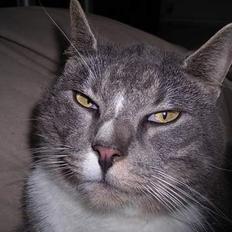 Huskat Mulle