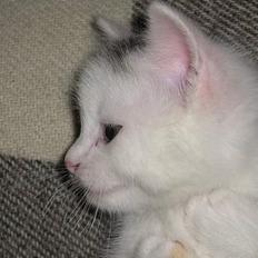 Blanding af racer Nala..<3 Solgt..