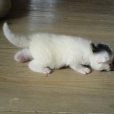Blanding af racer Nala..<3 Solgt..