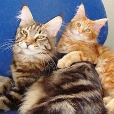 Maine Coon Belmicoon´s El´Dorro