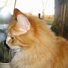 Blanding af racer MCO/Huskat  Emma