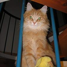 Blanding af racer MCO/Huskat  Emma