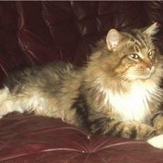 Maine Coon Nuser **R.I.P**