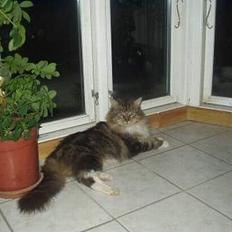 Maine Coon Nuser **R.I.P**