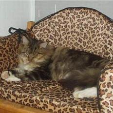 Maine Coon Nuser **R.I.P**