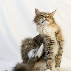 Maine Coon Vitha