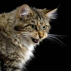 Maine Coon Vitha