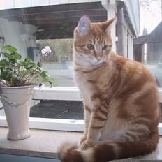 Blanding af racer Raki 