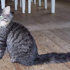 Blanding af racer Laban R.I.P