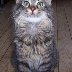 Blanding af racer Laban R.I.P