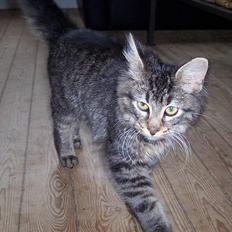 Blanding af racer Laban R.I.P