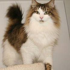 Norsk Skovkat Haimdal (skalde)(RIP)