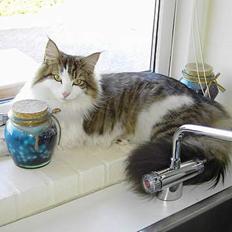 Norsk Skovkat Haimdal (skalde)(RIP)