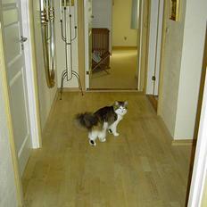 Norsk Skovkat Haimdal (skalde)(RIP)