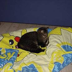 Blanding af racer Wiliam R.I.P :'(