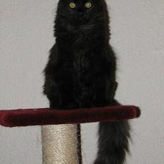 Blanding af racer Emil