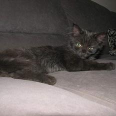 Blanding af racer Emil