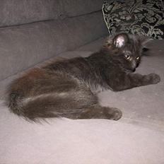 Blanding af racer Emil