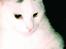 Huskat Samson R.I.P