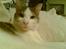 Huskat Herman R.I.P. 2008