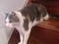 Huskat Herman R.I.P. 2008