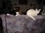 Huskat Jane alias Ferrari - Jane & Topper, hendes bror. Man kan lige se vores hund Luca!