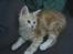 Maine Coon Sean Connery..Samie - Samie 6 uger gammel.:-)