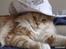 Maine Coon Sean Connery..Samie - Min flotte cowboy dreng...