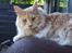 Maine Coon Sean Connery..Samie - Ser jeg ikke bare mild og dejlig ud.
