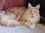Maine Coon Sean Connery..Samie