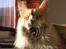 Maine Coon Sean Connery..Samie - Add, jeg vil ikke altså ikke mere have alle de forvirrende snore i mit hovedet. 