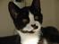 Huskat Kitler - What´s crackin´ homie?