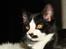 Huskat Kitler - Hvad sker der med dig?