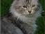 Maine Coon  Zain Marquis Silver Jade - Shaday den 24-05-2009 hun er virkelig blevet flot ;o)