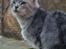 Maine Coon  Zain Marquis Silver Jade