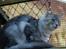 Maine Coon  Zain Marquis Silver Jade