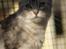 Maine Coon  Zain Marquis Silver Jade