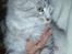 Maine Coon  Zain Marquis Silver Jade