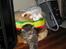 Maine Coon Mao - NU opgiver jeg at sove her... Den dumme dumme killing, er for meget.